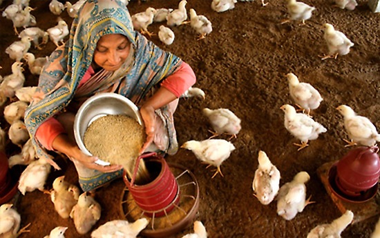 India-poultry