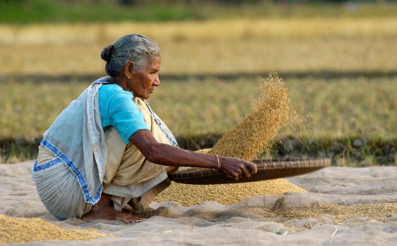 India-rice-1