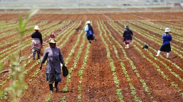 LDC-farmers