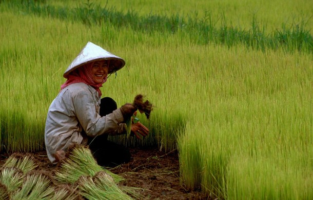 Rice-Vietnam