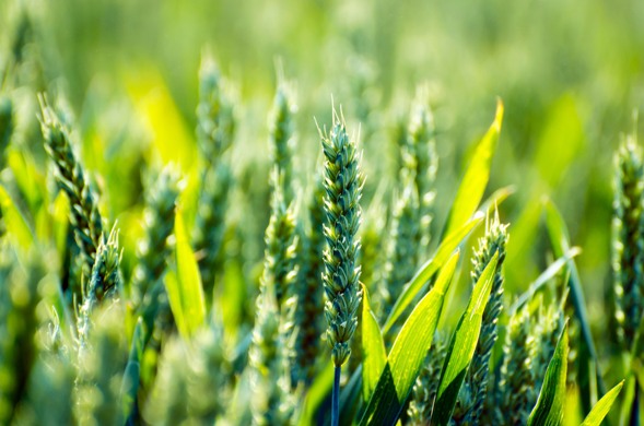 agriculture-6