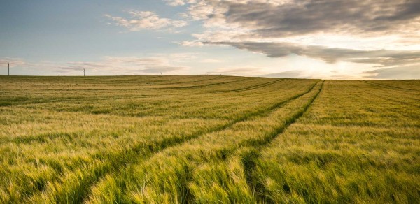 agriculture-8