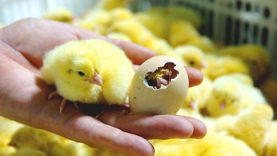 chicken