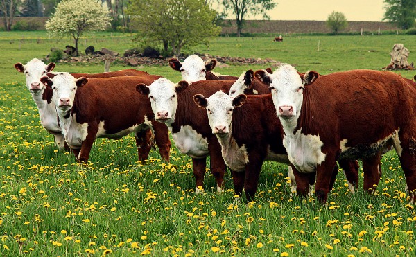 livestock