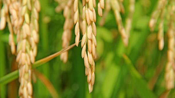 rice-6