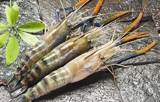 seafood-shrimp-1