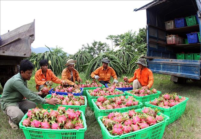 thanh long 12820a