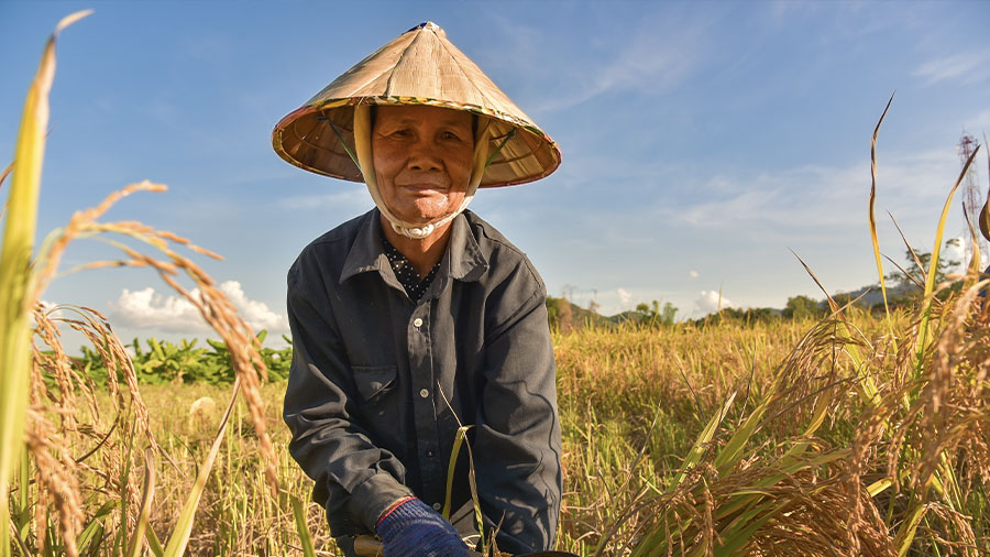 agricultural sector vietnam
