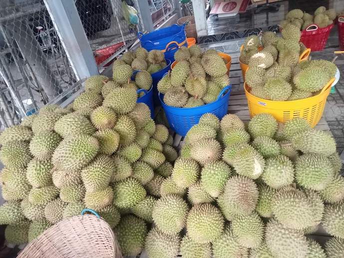 sau rieng