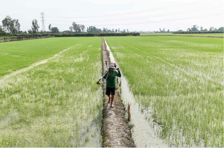 rice paddy