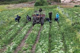 agri africa