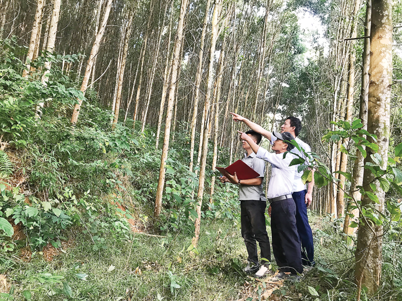 rừng gỗ