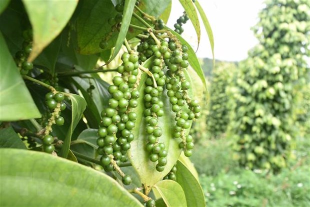 xk tiêu