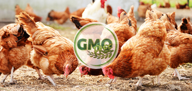 GMO alnimal