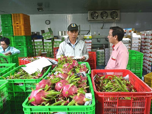 xk thanh long 1