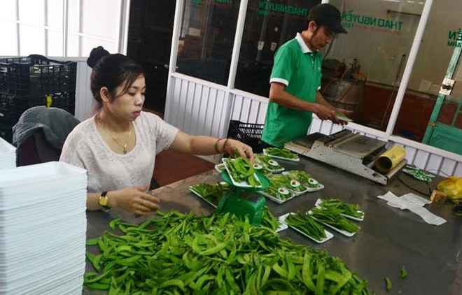 gắn logo hoa quả