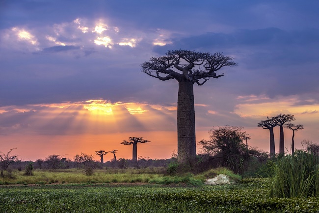 madagascar