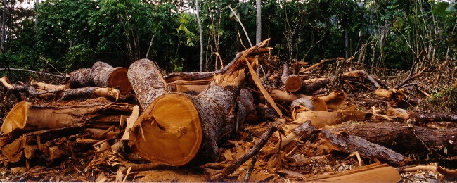 phá rừng2