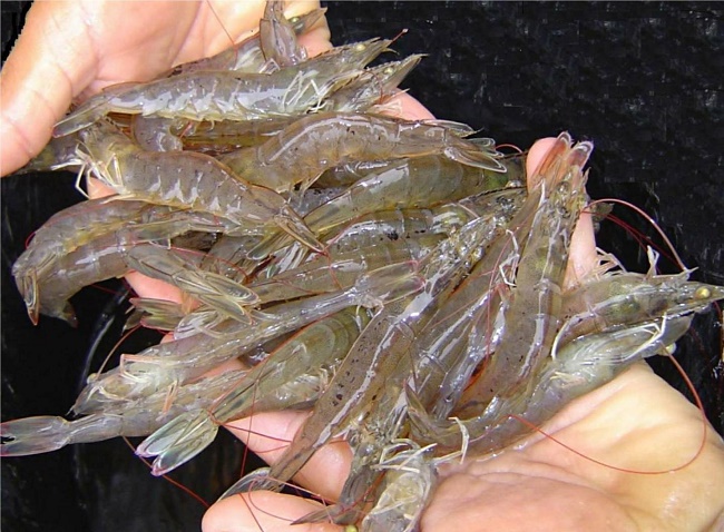 tôm thẻ chân trắng
