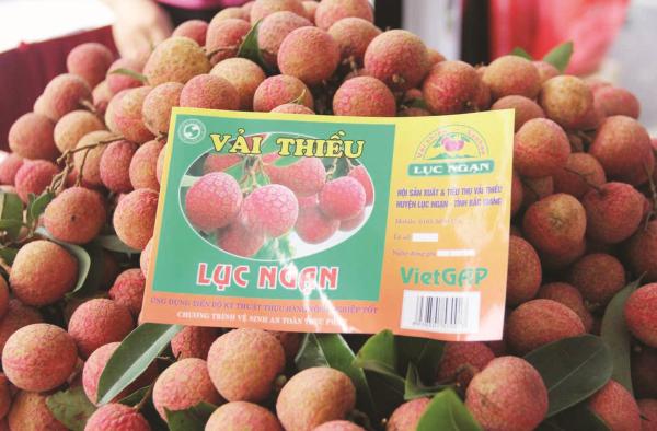 vai thieu 9.12