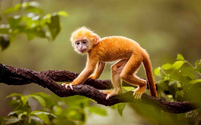 ĐV hoang dã