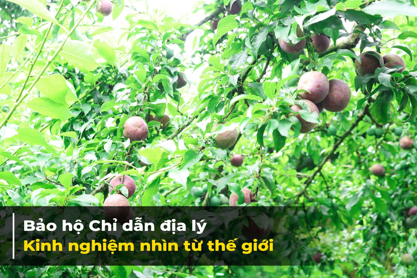 anh chen 1 1623075425
