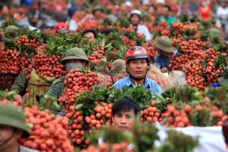 bac giang litchi 6528