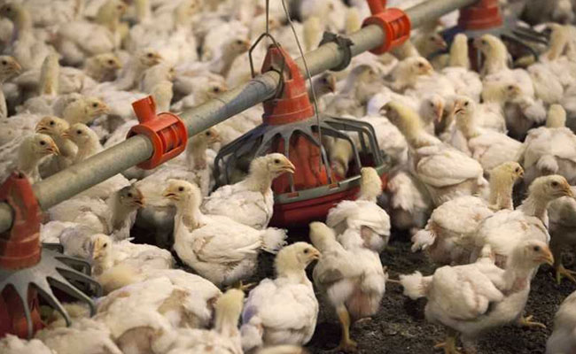 china chicken import 650x400 71519728213