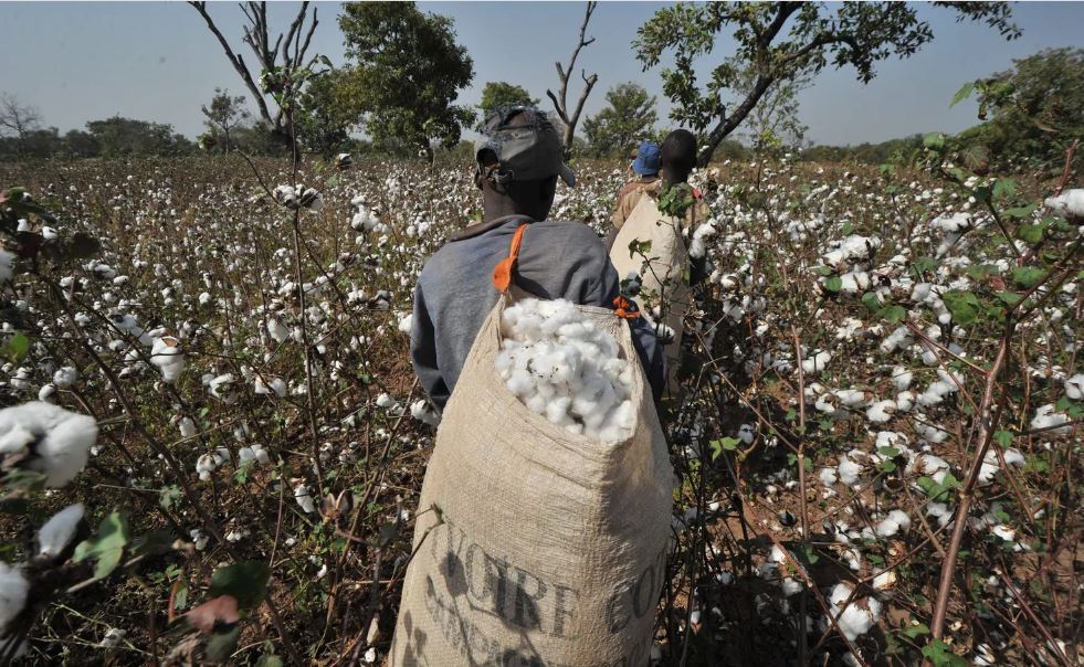 cotton