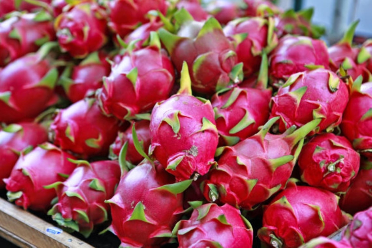 dragon fruit