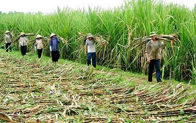 nganh mia duong gap kho khi hoi nhap atiga